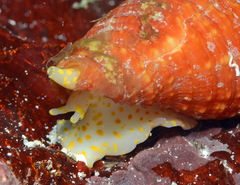 Pseudonebularia rubiginea