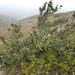 Quercus tomentella - Photo (c) hufflite, osa oikeuksista pidätetään (CC BY-NC), lähettänyt hufflite