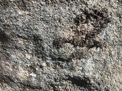 Melanelia culbersonii