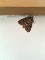 Pseudocoremia suavis