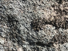 Melanelia culbersonii