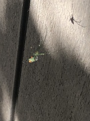 Leucauge argyrobapta