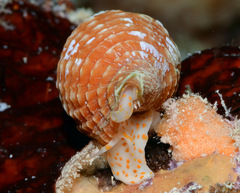 Pseudonebularia rubiginea