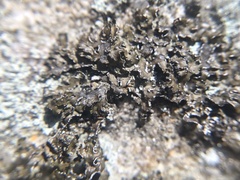 Melanelia culbersonii