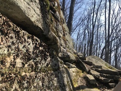 Melanelia culbersonii