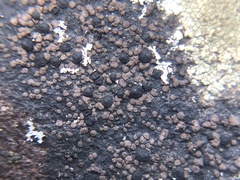 Rhizocarpon subgeminatum