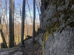 Rhizocarpon subgeminatum