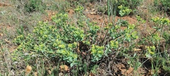 Euphorbia lurida