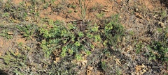 Euphorbia lurida