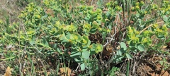 Euphorbia lurida