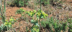 Euphorbia lurida