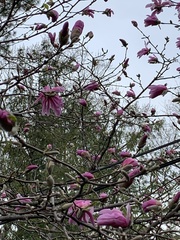Magnolia loebneri