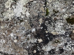 Rhizocarpon subgeminatum