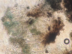 Rhizocarpon subgeminatum