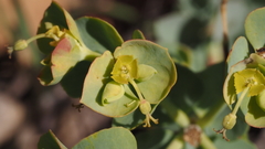 Euphorbia lurida