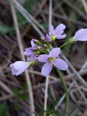 Cardamine pratensis
