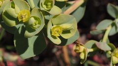 Euphorbia lurida