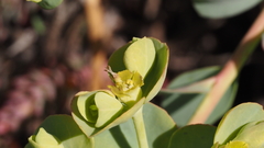 Euphorbia lurida