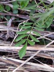 Cardamine pratensis
