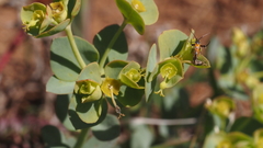 Euphorbia lurida