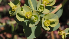 Euphorbia lurida