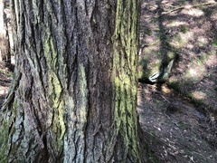 Chrysothrix chamaecyparicola