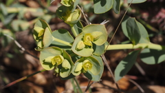 Euphorbia lurida