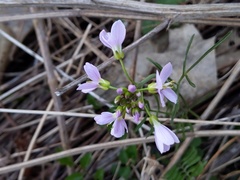 Cardamine pratensis
