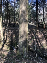 Chrysothrix chamaecyparicola