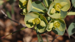 Euphorbia lurida