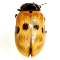 Chrysomela interrupta