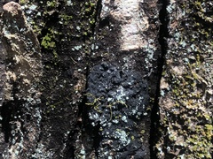 Glonium stellatum