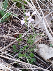 Cardamine pratensis