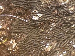 Glonium stellatum