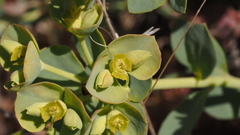 Euphorbia lurida