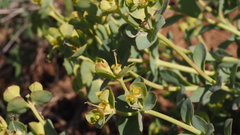 Euphorbia lurida