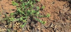 Euphorbia lurida