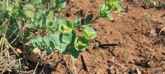 Euphorbia lurida