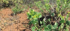 Euphorbia lurida