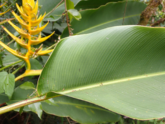 Heliconia lankesteri image