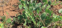 Euphorbia lurida