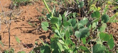 Euphorbia lurida