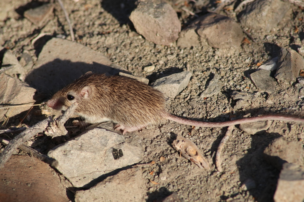 Chaetodipus arenarius arenarius
