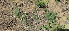 Nemophila menziesii integrifolia