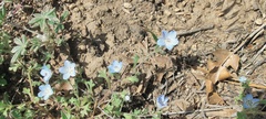 Nemophila menziesii integrifolia