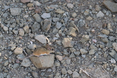 Peromyscus eva eva