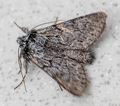 Pleromelloida bonuscula