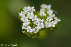Valerianella nuttallii
