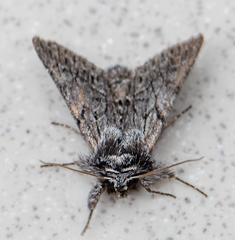 Pleromelloida bonuscula