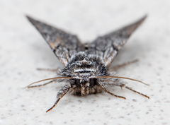 Pleromelloida bonuscula